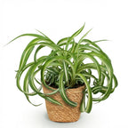 Chlorophytum comosum Bonnie - Krullende Graslelie - Huisdiervriendelijke Plant - Groen - 1 Plant - met Mand - Pot 12cm - Hoogte 20cm