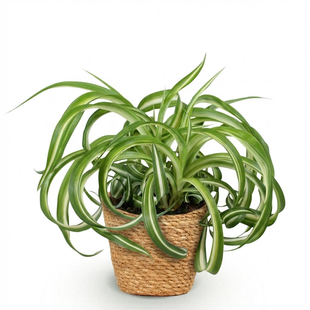 Chlorophytum comosum Bonnie - Krullende Graslelie - Huisdiervriendelijke Plant - Groen - 1 Plant - met Mand - Pot 12cm - Hoogte 20cm