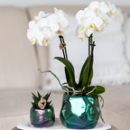 witte Phalaenopsis orchidee potmaat Ø9cm | Amabilis | bloeiende kamerplant - vers van de kweker