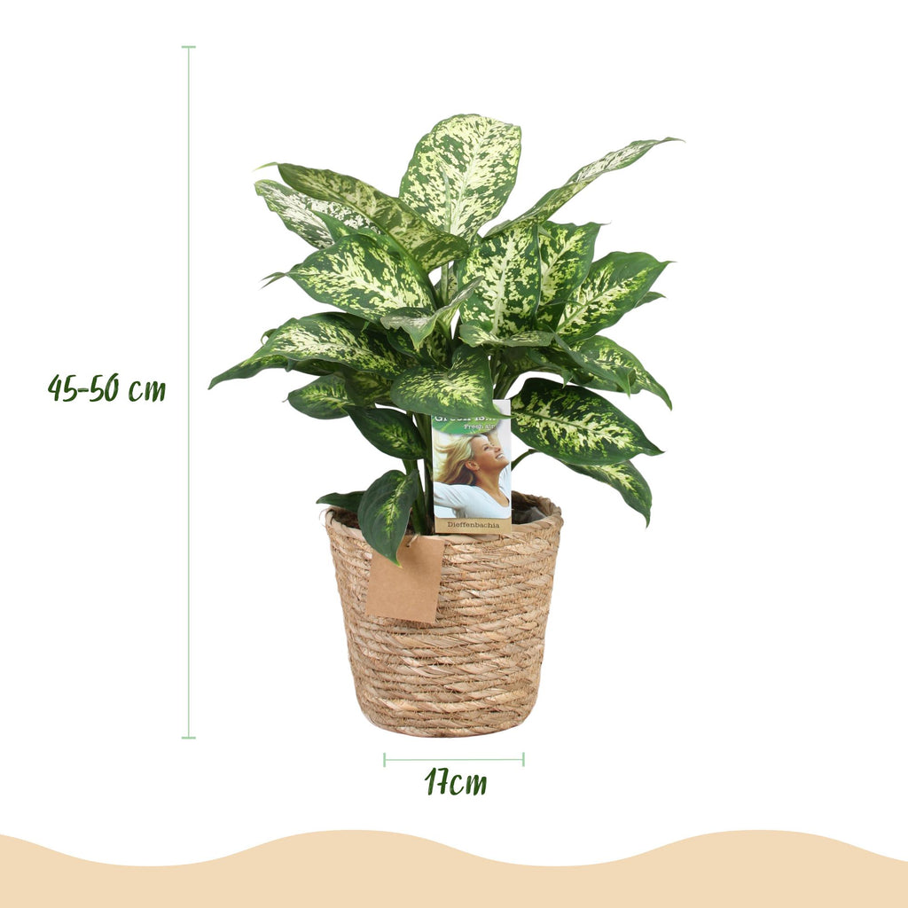 Diefenbachia Compacta - Dieffenbachia - Weinig onderhoud - met mand - Groen - 1 Plant - Pot 17cm - Hoogte 45-50cm