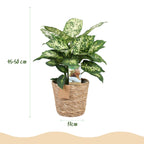 Diefenbachia Compacta - Dieffenbachia - Weinig onderhoud - met mand - Groen - 1 Plant - Pot 17cm - Hoogte 45-50cm