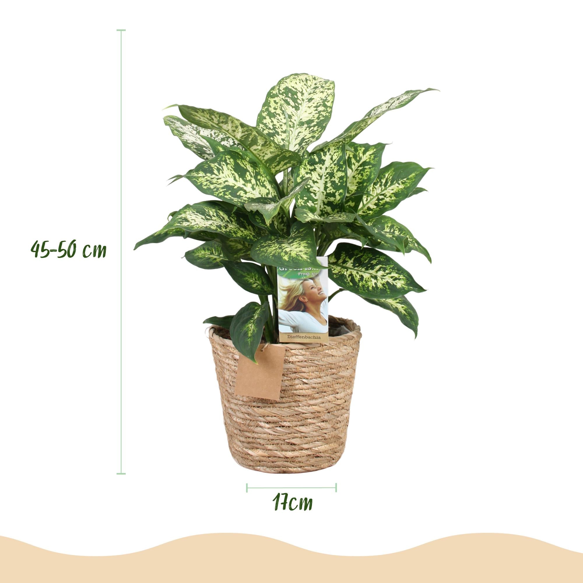Diefenbachia Compacta - Dieffenbachia - Weinig onderhoud - met mand - Groen - 1 Plant - Pot 17cm - Hoogte 45-50cm