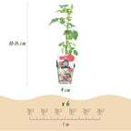 Fruitplanten - 3x Taybes - Rubus Tayberry - Winterhard - 3 Planten - Pot 9 cm - Rode Bes