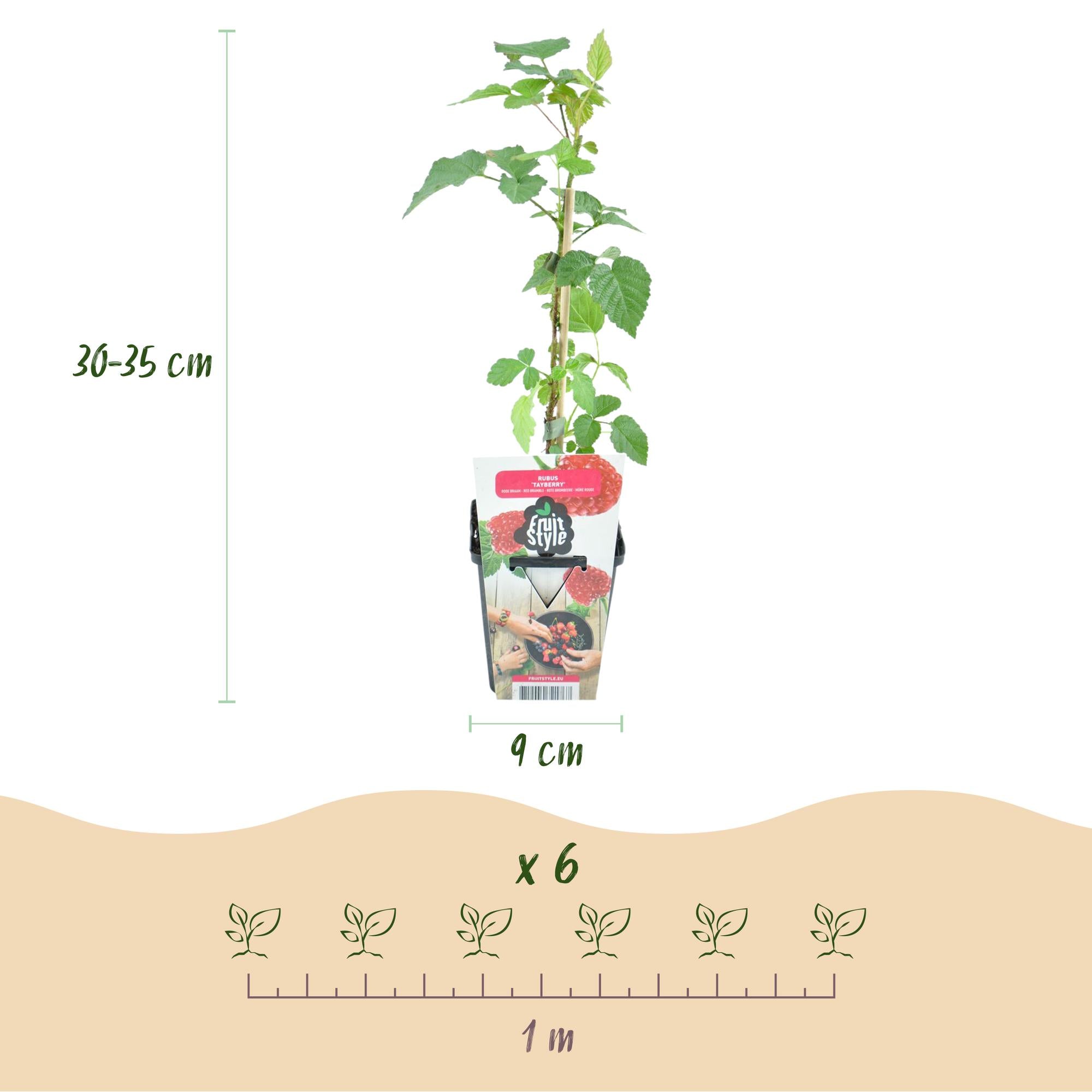 Fruitplanten - 3x Taybes - Rubus Tayberry - Winterhard - 3 Planten - Pot 9 cm - Rode Bes