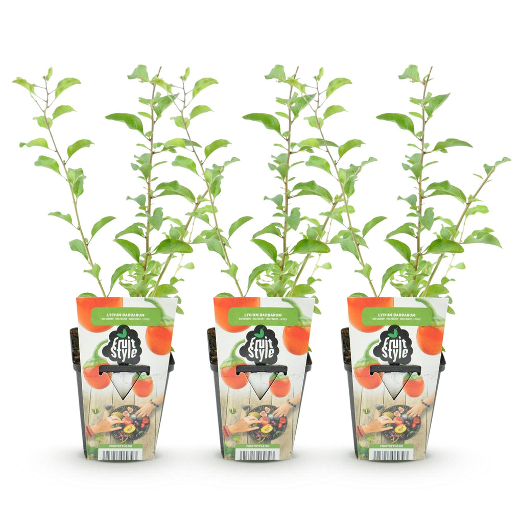 Fruitplanten -3x Goijbes - Lycium Barbarum - Winterhard - 3 Planten - Pot  9 cm - Oranje - Rode Vrucht