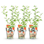 Fruitplanten -3x Goijbes - Lycium Barbarum - Winterhard - 3 Planten - Pot  9 cm - Oranje - Rode Vrucht
