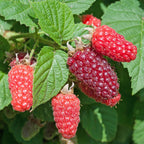 Fruitplant - 2x Rubus log. Tayberry - Braamboos - Winterhard - Paarse Framboos - 2 Planten - Pot 15cm - Hoogte 50cm