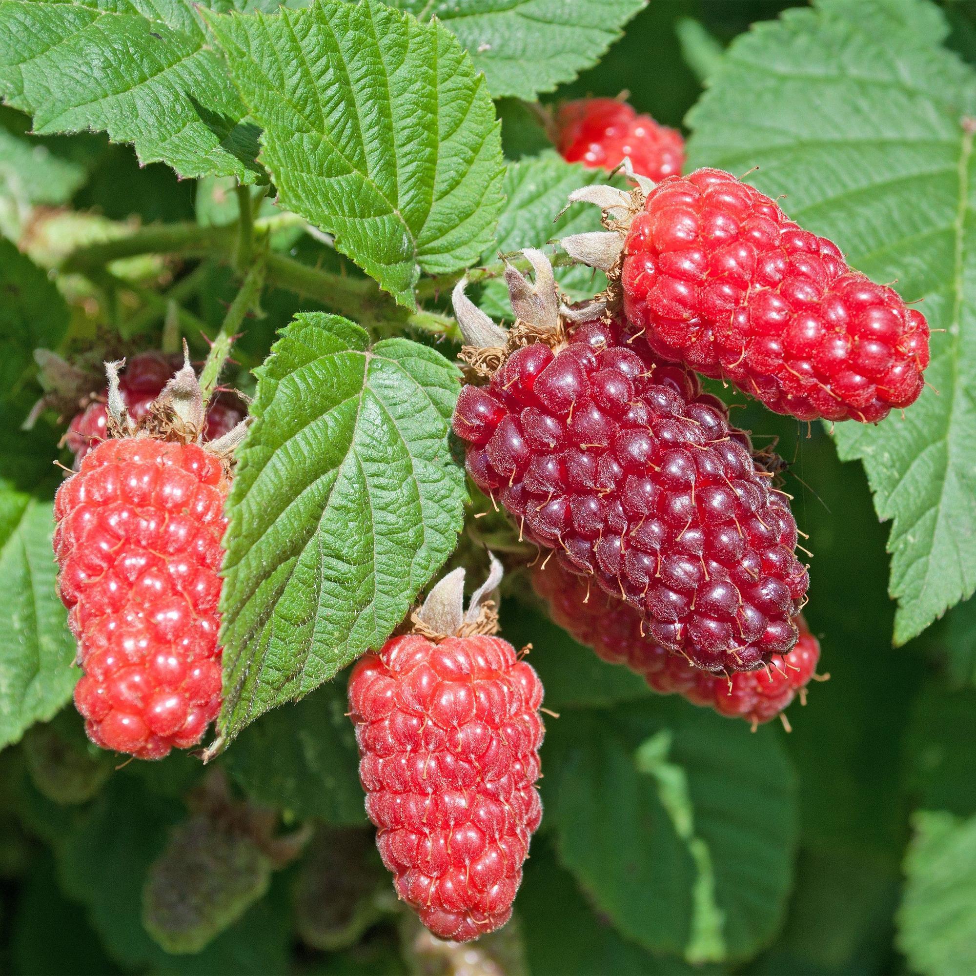 Fruitplant - 2x Rubus log. Tayberry - Braamboos - Winterhard - Paarse Framboos - 2 Planten - Pot 15cm - Hoogte 50cm