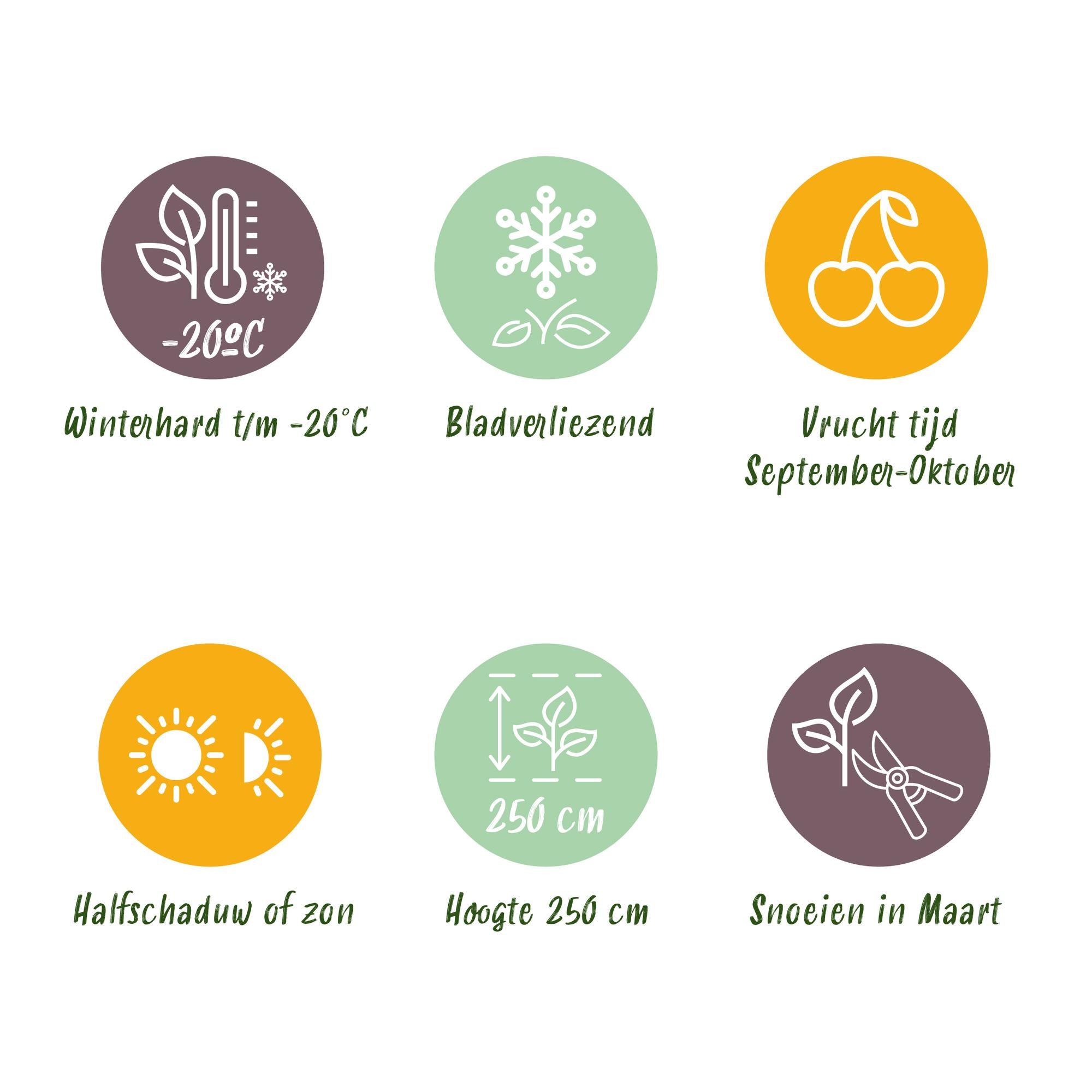 Fruitplant -2x  Vitis vinifera Lakemont - Druivenplant - Winterhard - Goudgele Druif - 2 Planten - Pot 15cm - Hoogte 50cm
