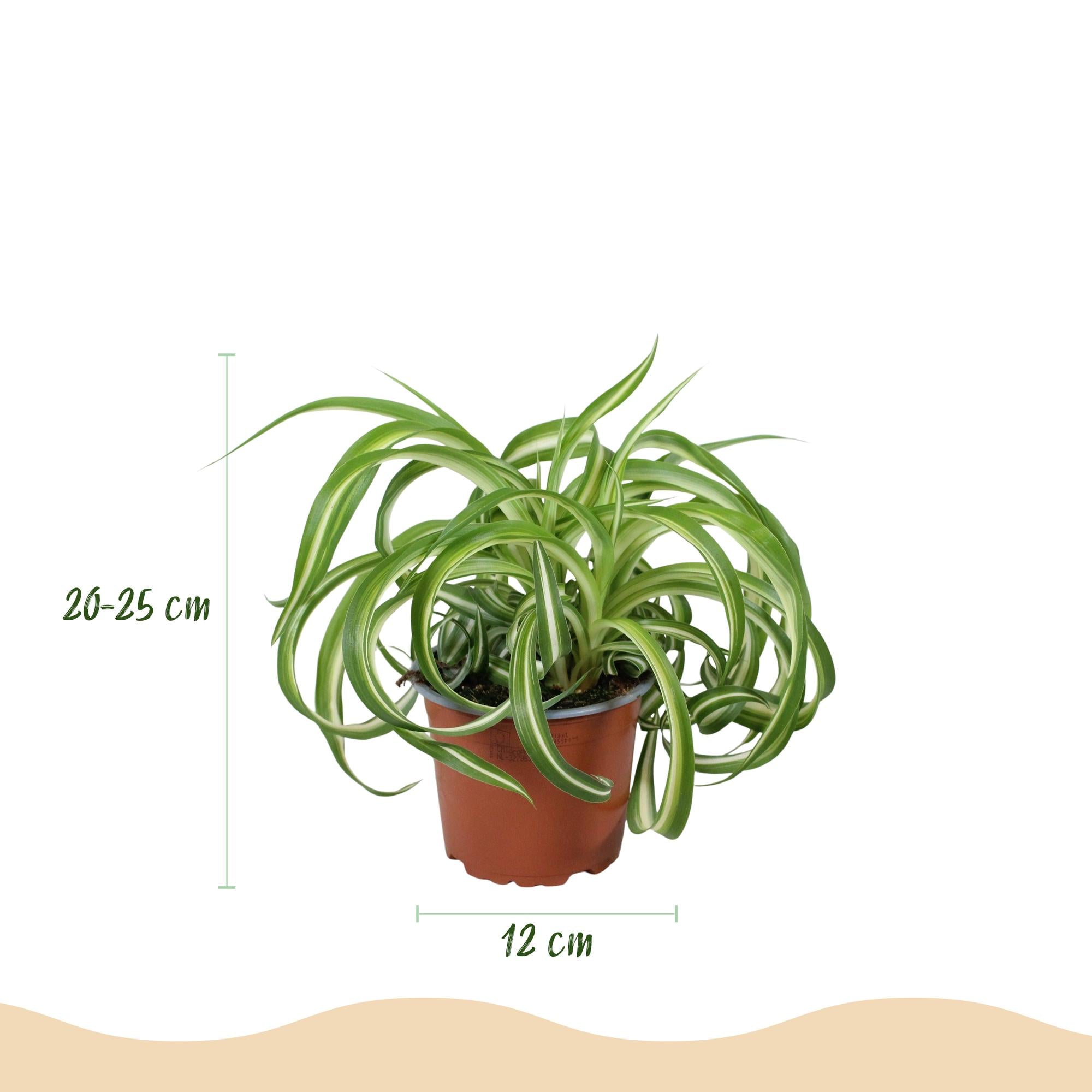 Chlorophytum comosum Bonnie - Krullende Graslelie - Huisdiervriendelijke Plant - Groen - 1 Plant - met Mand - Pot 12cm - Hoogte 20cm