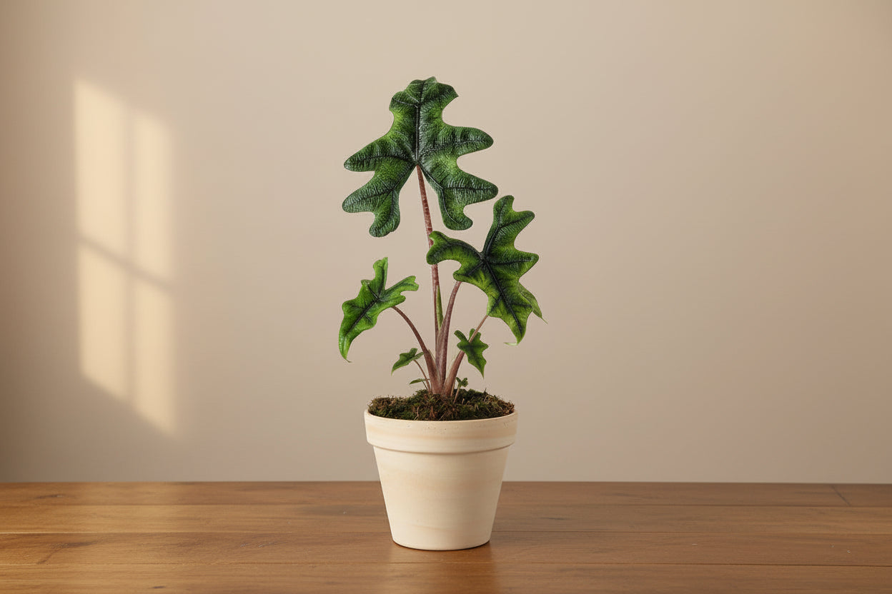Alocasia Jacklyn - Ø12cm - ↕30cm