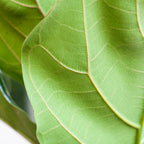 Ficus Lyrata met Potter pot wit - 80cm - Ø21