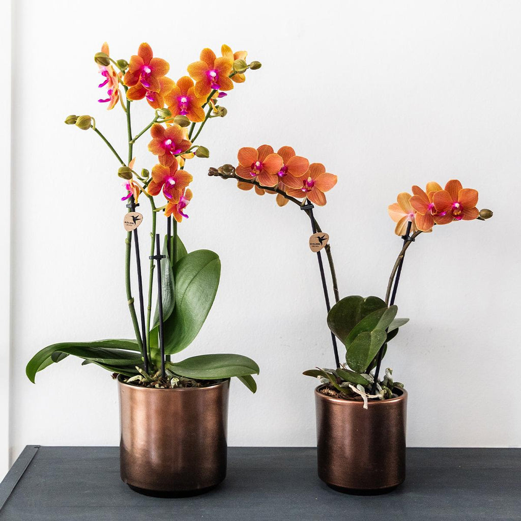 oranje geurende Phalaenopsis orchidee - Fragrance - potmaat Ø9cm | bloeiende kamerplant - vers van de kweker