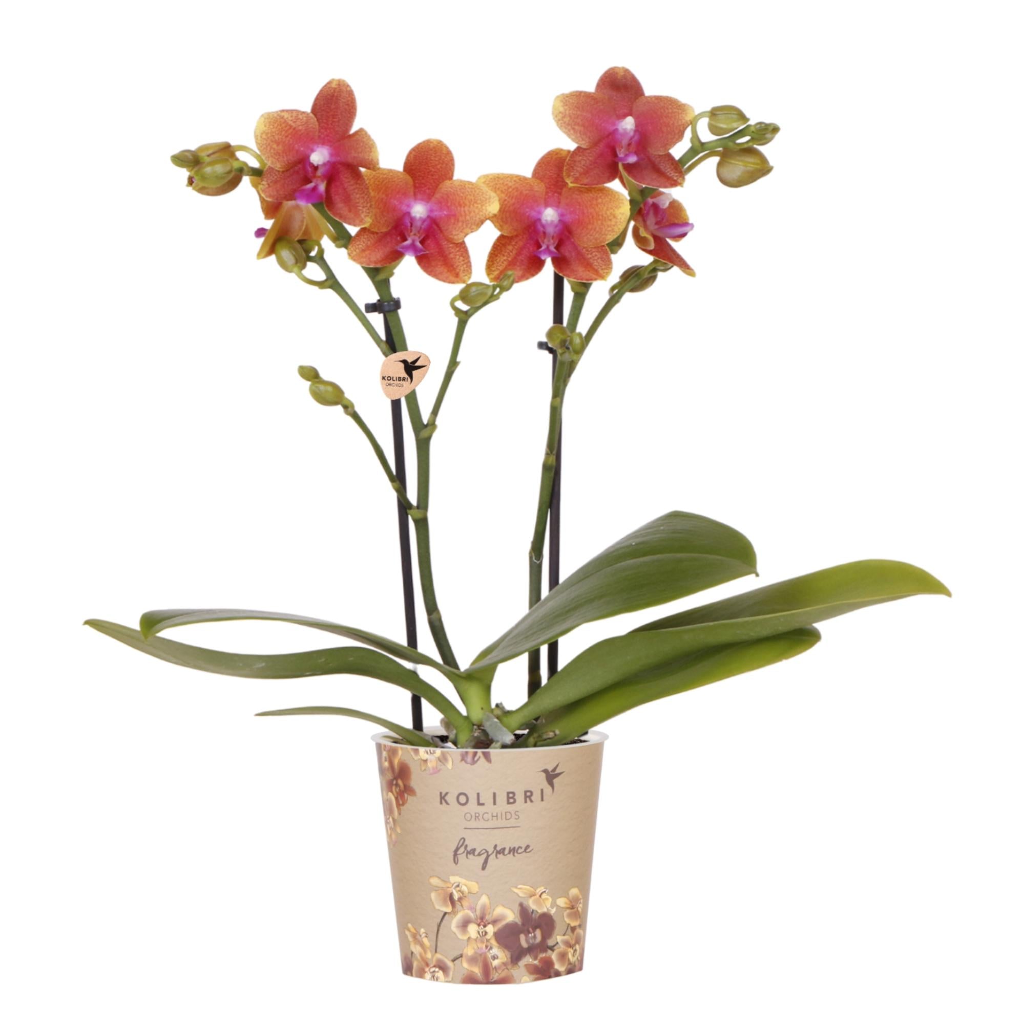 oranje geurende Phalaenopsis orchidee - Fragrance - potmaat Ø9cm | bloeiende kamerplant - vers van de kweker