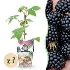 Fruitplanten -3x  Braam - Rubus Black Satin - Winterhard - 3 Planten - Pot 9 cm - Zwarte Braam