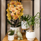Oranje phalaenopsis orchidee potmaat Ø12cm | Sunny Bunny | bloeiende kamerplant - vers van de kweker