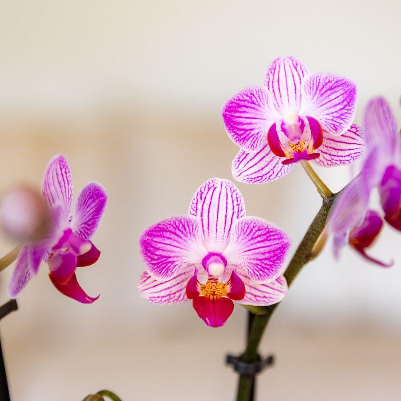 Roze phalaenopsis orchidee potmaat Ø9cm | Switzerland | bloeiende kamerplant - vers van de kweker