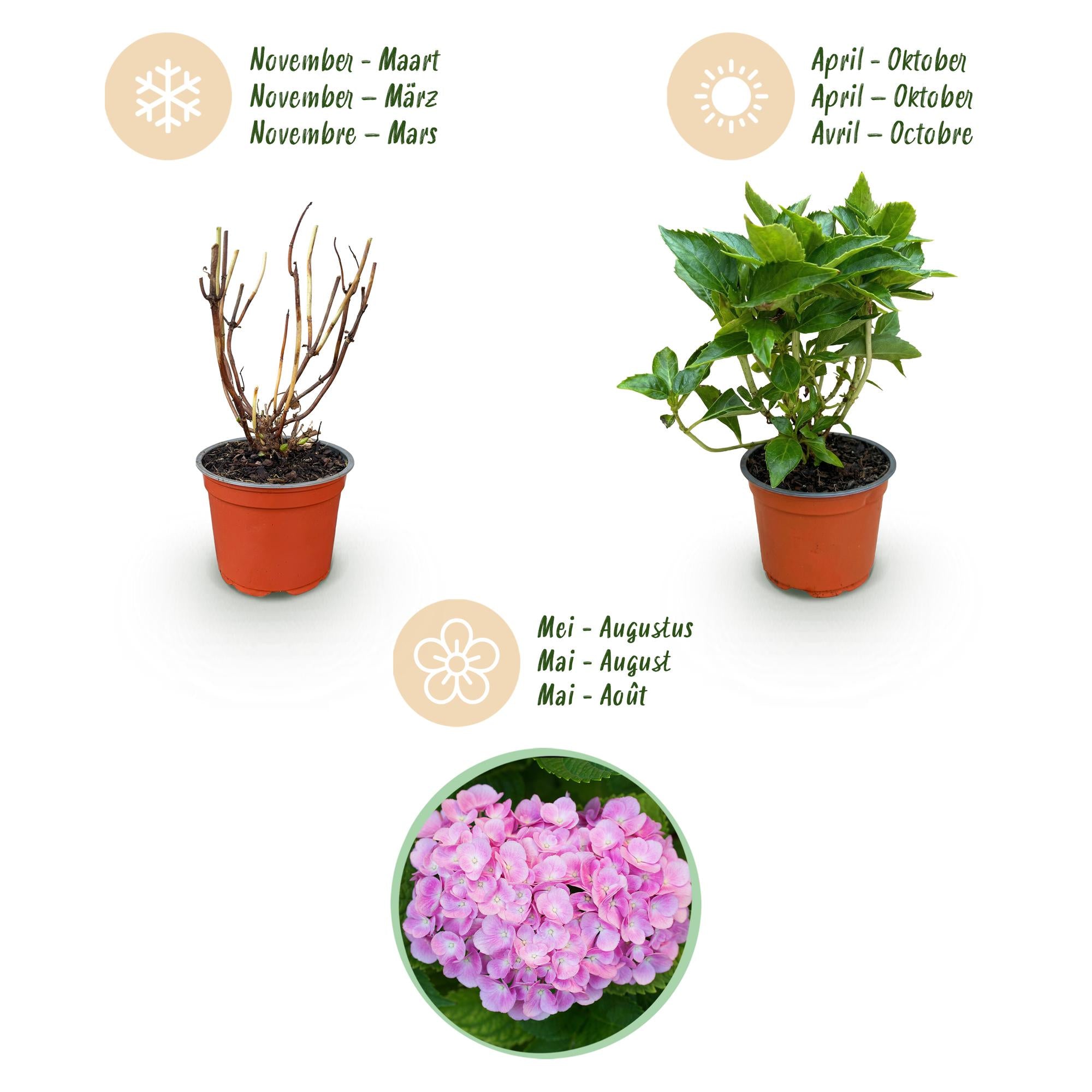 Hydrangea macrophylla Roze - Hortensia - Winterhard - Roze - 3 Planten - Pot 12cm - Hoogte Hoogte 20-30cm