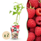 Fruitplanten - Framboos - Rubus idaeus Ottawa - Winterhard - 3 Planten - Pot 9 cm - Rode Framboos