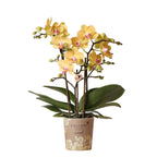gele Phalaenopsis orchidee - Lima - potmaat Ø9cm | bloeiende kamerplant - vers van de kweker