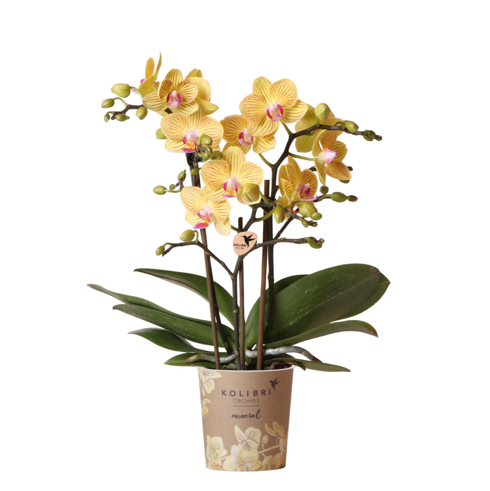 gele Phalaenopsis orchidee - Lima - potmaat Ø9cm | bloeiende kamerplant - vers van de kweker