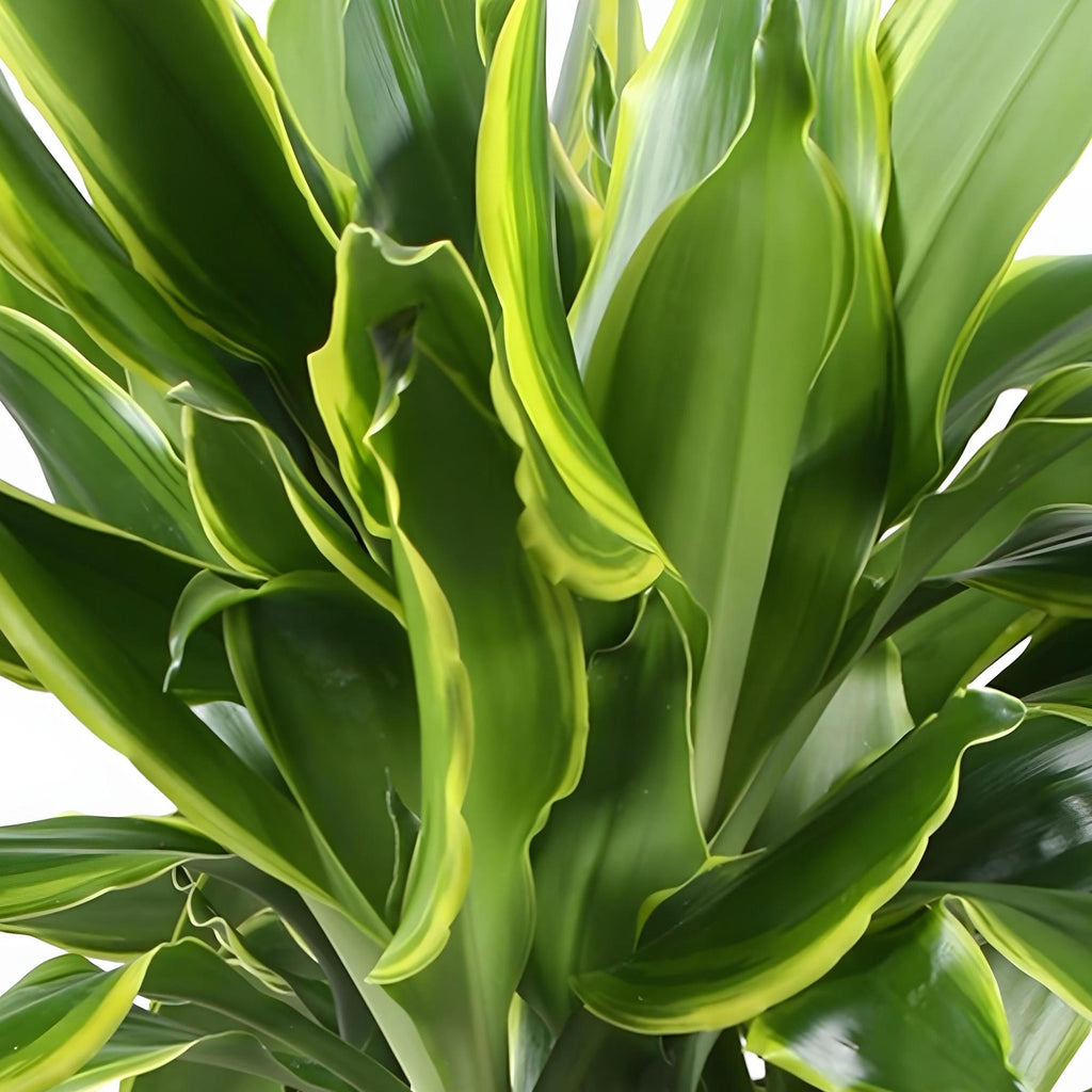 Dracaena fragrans Golden Coast - Drakenbloedboom - Weinig onderhoud - met mand - Groen - 1 Plant - Pot 17cm - Hoogte 50-55cm