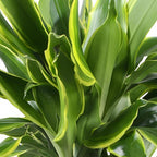 Dracaena fragrans Golden Coast - Drakenbloedboom - Weinig onderhoud - met mand - Groen - 1 Plant - Pot 17cm - Hoogte 50-55cm