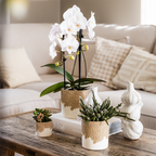 Witte Niagara Falls orchidee + Bloom sand sierpot – potmaat Ø12cm | bloeiende kamerplant – vers van de kweker