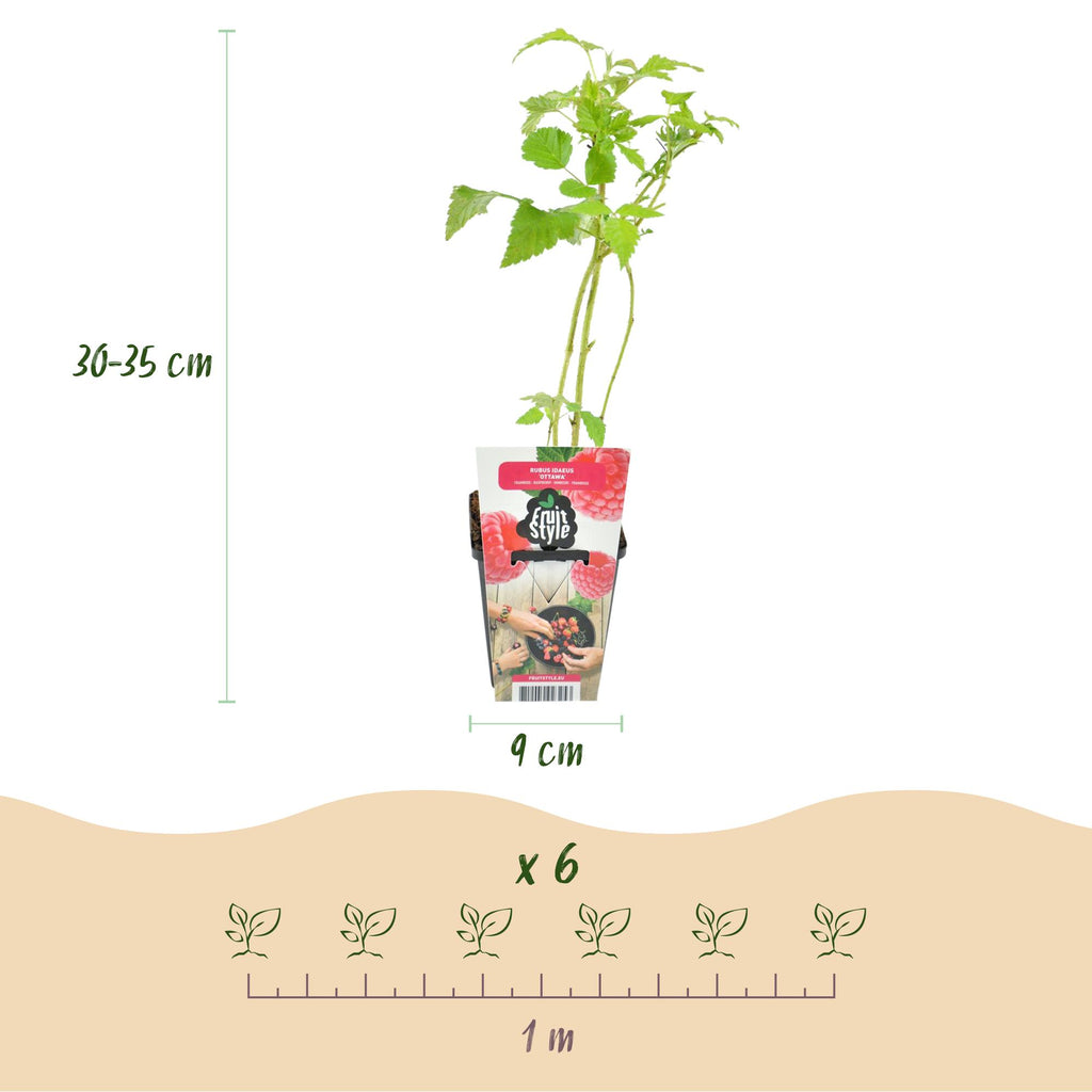 Fruitplanten - Framboos - Rubus idaeus Ottawa - Winterhard - 3 Planten - Pot 9 cm - Rode Framboos