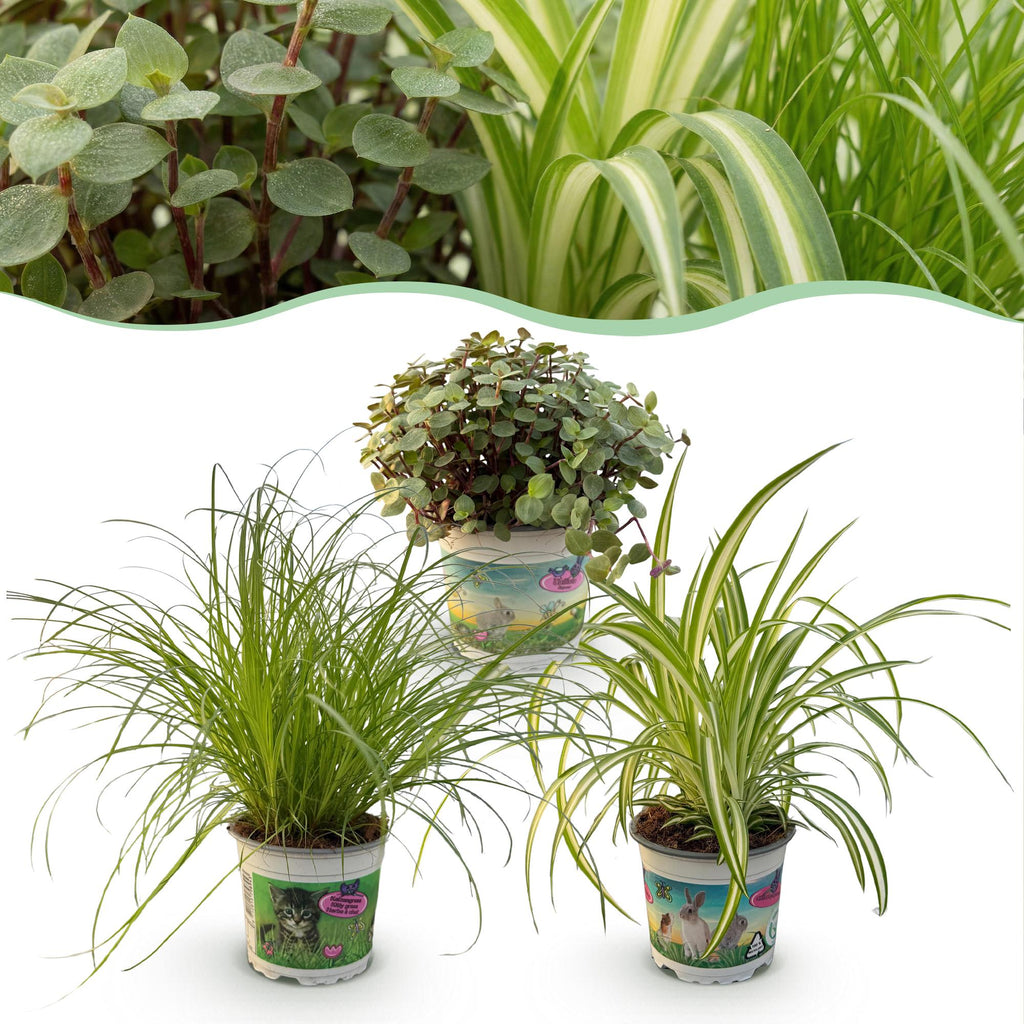 Kamerplant 3 STUKS - Cyperus - Calissia - Chlorophytum - Mix van 3 - Huisdiervriendelijke Planten - Groen - 3 Planten - Pot 12cm - Hoogte 20cm