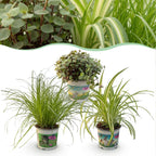 Kamerplant 3 STUKS - Cyperus - Calissia - Chlorophytum - Mix van 3 - Huisdiervriendelijke Planten - Groen - 3 Planten - Pot 12cm - Hoogte 20cm