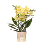 gele Phalaenopsis orchidee - Albenga - potmaat Ø9cm | bloeiende kamerplant - vers van de kweker