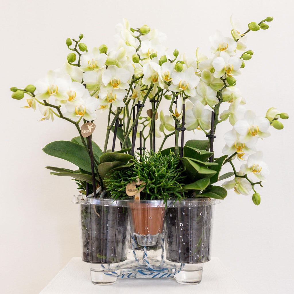witte plantenset in Cotton Basket incl. waterreservoir | drie witte orchideeën Lausanne 9cm en drie groene planten | Jungle Bouquet wit met zelfvoorzienend waterreservoir
