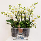 witte plantenset in Cotton Basket incl. waterreservoir | drie witte orchideeën Lausanne 9cm en drie groene planten | Jungle Bouquet wit met zelfvoorzienend waterreservoir