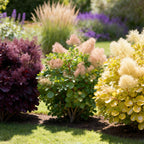 Tuinplant - Cotinus coggyria Tricolour - Paars-Groen-Geel - 3 Planten - Bladverliezend - Weinig Onderhoud - Pot 12cm Hoogte 35cm