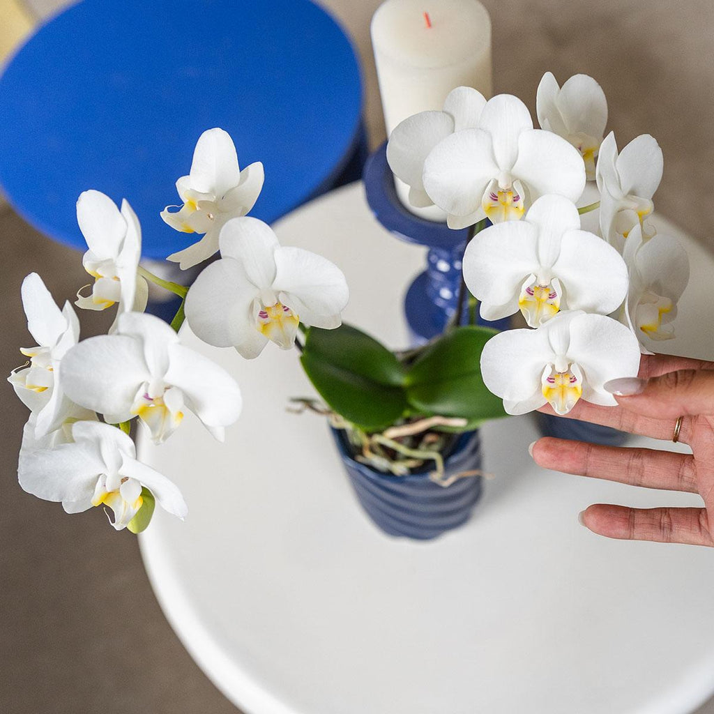witte Phalaenopsis orchidee potmaat Ø9cm | Amabilis | bloeiende kamerplant - vers van de kweker