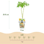 Fruitplanten - 3xFramboos - Rubus idaeus Fallgold - Winterhard - 3 Planten - Pot 9 cm - Gele Framboos