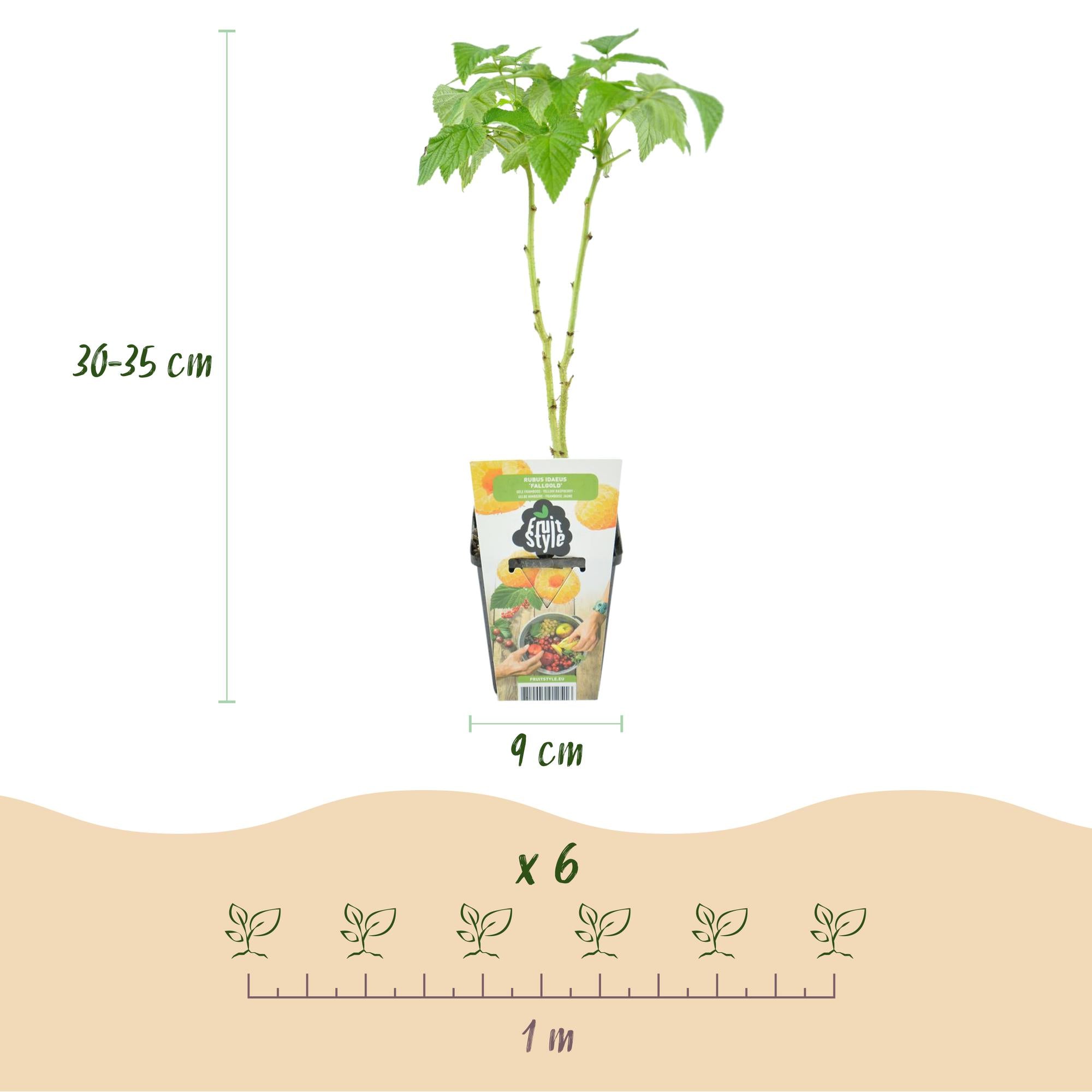Fruitplanten - 3xFramboos - Rubus idaeus Fallgold - Winterhard - 3 Planten - Pot 9 cm - Gele Framboos