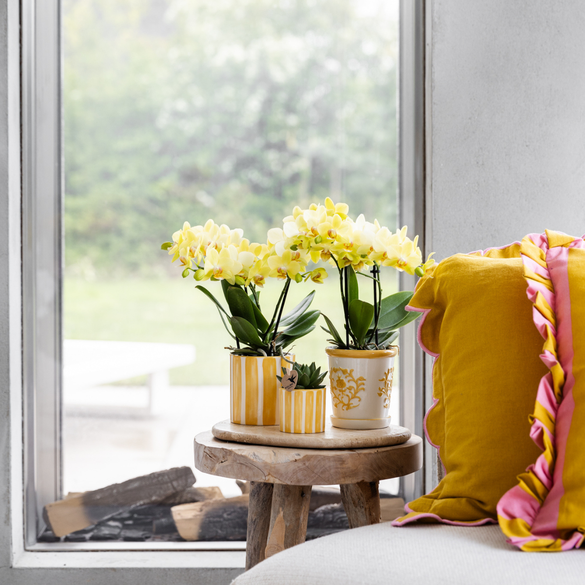 gele Phalaenopsis orchidee - Albenga - potmaat Ø9cm | bloeiende kamerplant - vers van de kweker