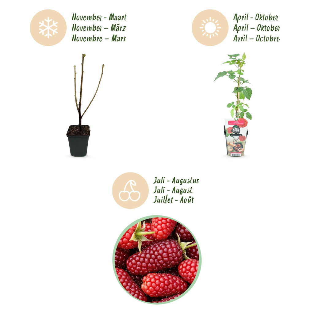Fruitplanten - 3x Taybes - Rubus Tayberry - Winterhard - 3 Planten - Pot 9 cm - Rode Bes