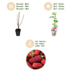 Fruitplanten - 3x Taybes - Rubus Tayberry - Winterhard - 3 Planten - Pot 9 cm - Rode Bes