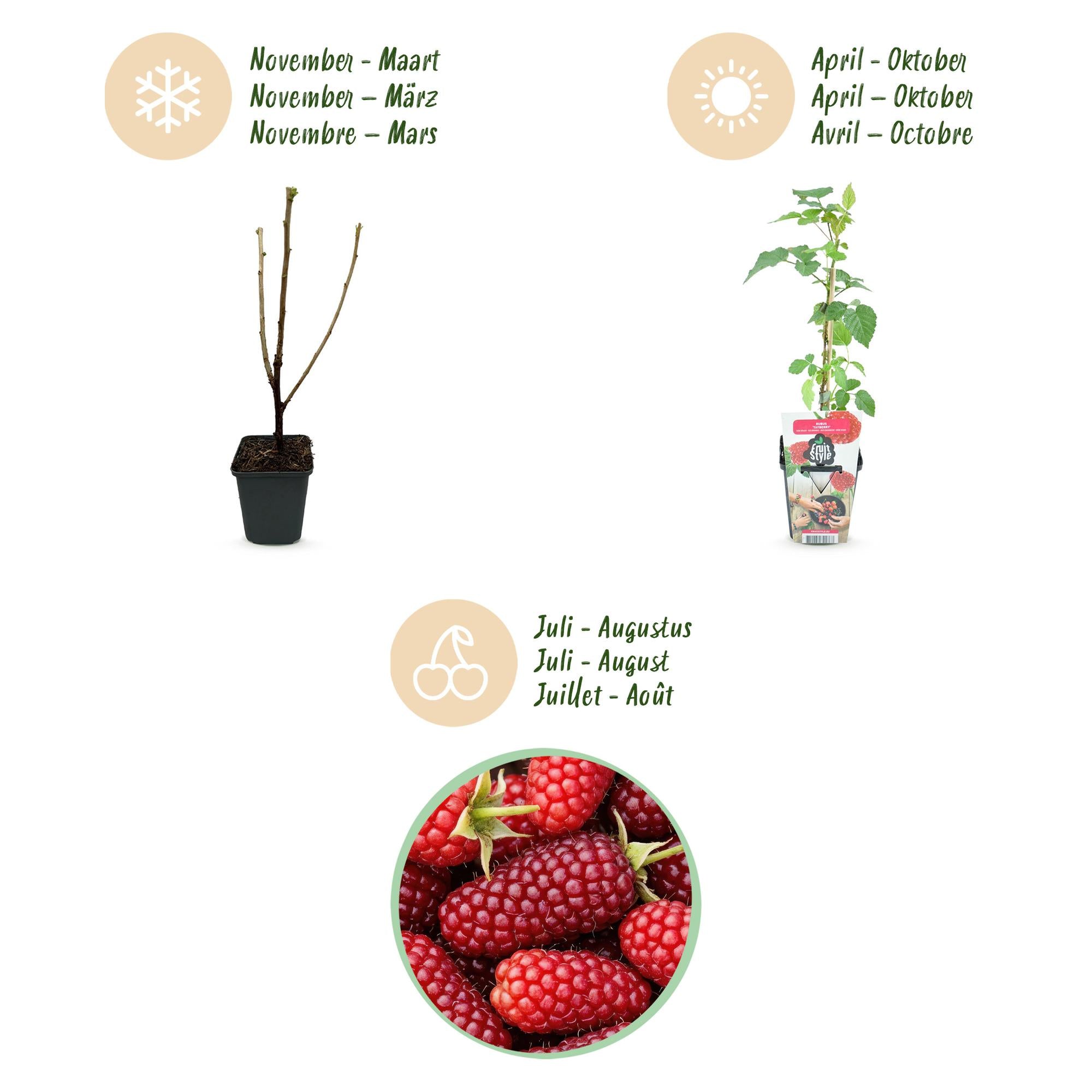 Fruitplanten - 3x Taybes - Rubus Tayberry - Winterhard - 3 Planten - Pot 9 cm - Rode Bes