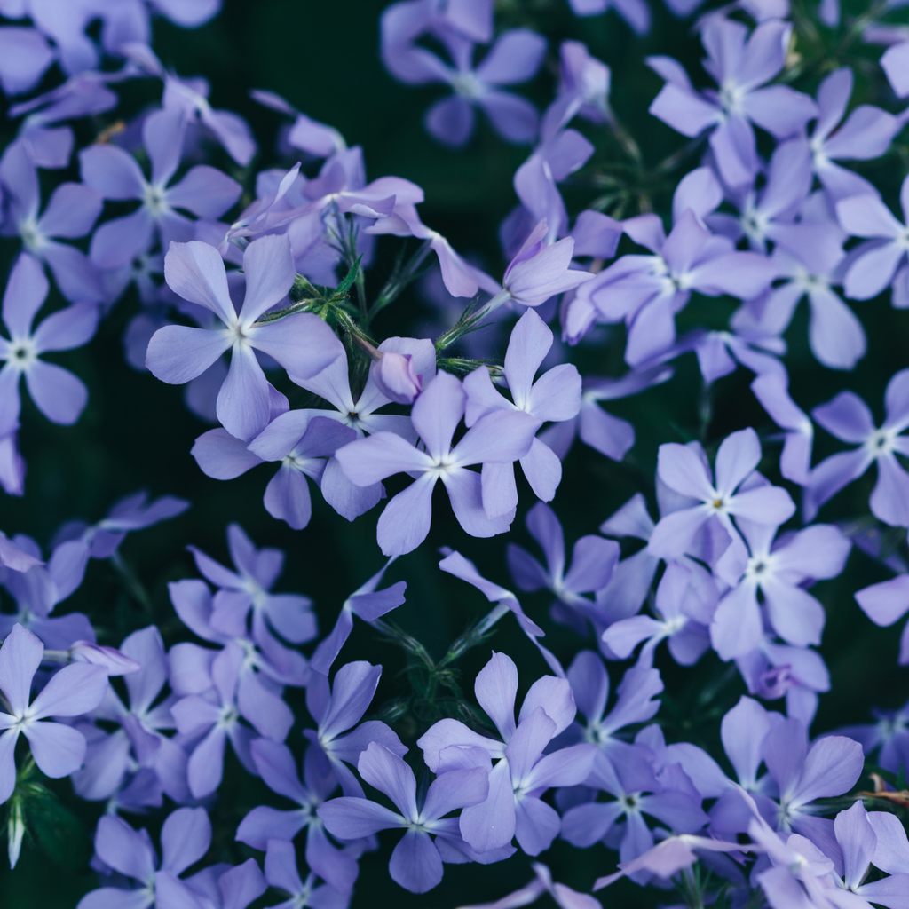 6x Phlox (S) 'Emerald Cushion Blue'- ↕10-25cm - Ø9cm