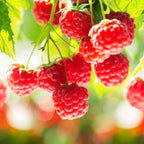 Fruitplant - 2xRubus idaeus Ottawa - Frambozenplant - Winterhard - Rode Framboos - 2 Planten - Pot 15cm - Hoogte 50cm
