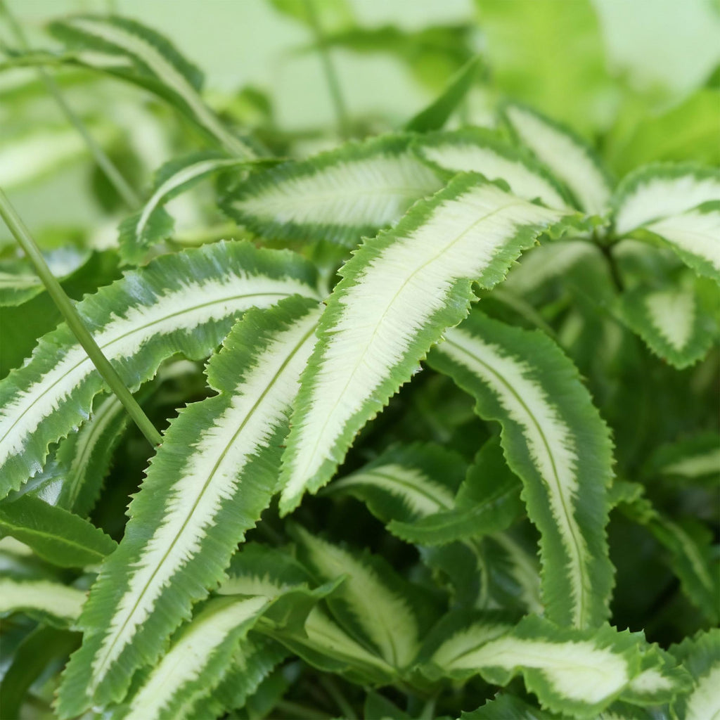 Pteris cretica Albolineata - Lintvaren - Huisdiervriendelijke Plant - Groen - 1 Plant - met Mand - Pot 12cm - Hoogte 20cm