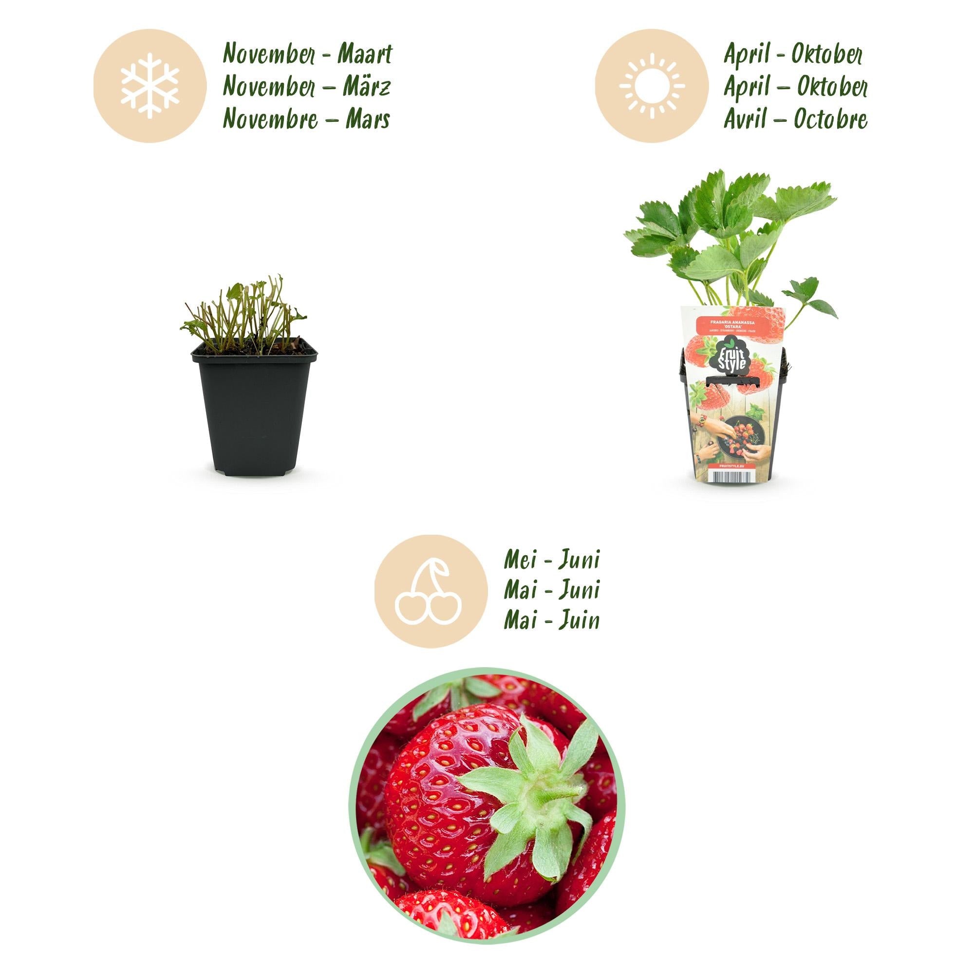 Fruitplanten -3x  Aardbei - Fragaria Elvira - Winterhard - 3 Planten - Pot 9 cm - Rode Aardbei