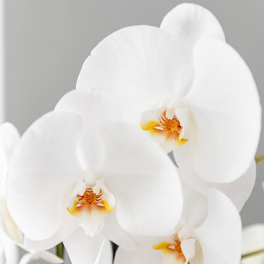 Scandic Copper pot Ø12cm met witte Niagara Falls orchidee – vers van de kweker