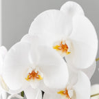 Scandic Copper pot Ø12cm met witte Niagara Falls orchidee – vers van de kweker