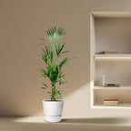 Kentia palm - 180cm - ⌀21 -25