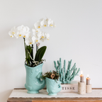 witte Phalaenopsis orchidee potmaat Ø9cm | Amabilis | bloeiende kamerplant - vers van de kweker